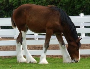 Le Clydesdale