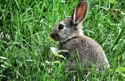 Lapin de garenne