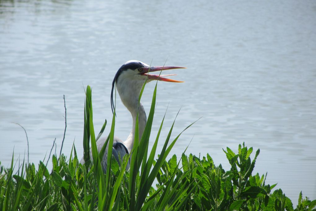 Parc ornithologique des Saintes-Maries-de-la-Mer.