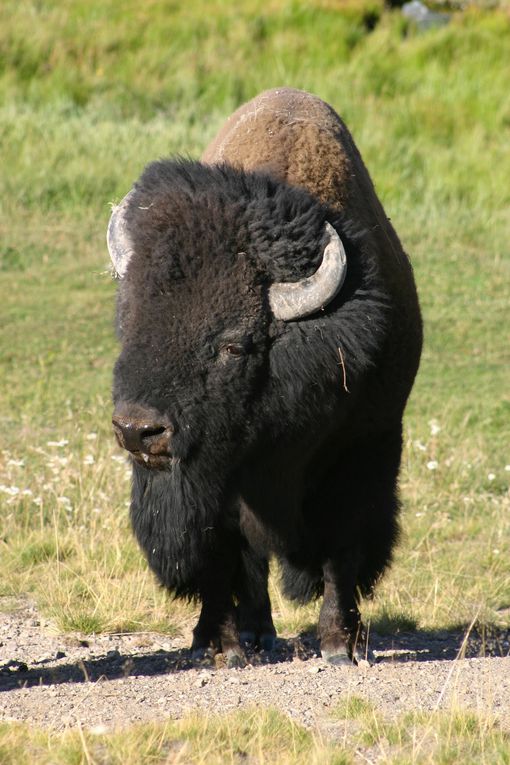 Album - Yellowstone NP, 2004