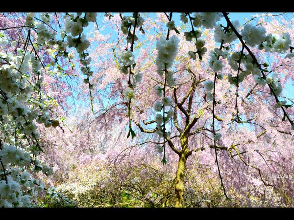 Le jardin Haradani - 原谷苑