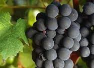 #Carmenere Producers New Hampshire Vineyards