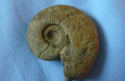 ammonite