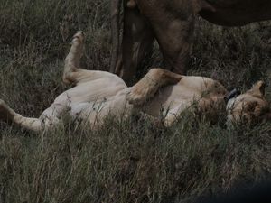 Serengeti - secteur de Seronera (2)