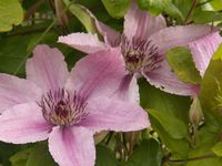 roses, pivoines, clématites, kolkwitzia, géranium et valériane du jardin