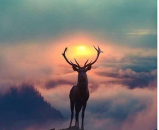 LE CERF A CONTRE- JOUR