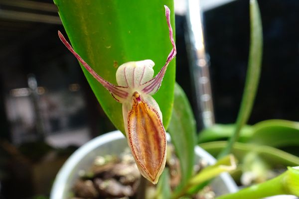 Pleurothallis nuda