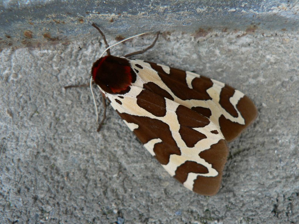 Papillons et insectes