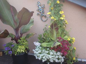 La terrasse mi-juillet: lis lancifolium, mina lobata et les prémices d'une belle récolte!