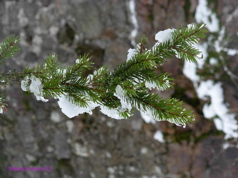 Album - Nature-hiver