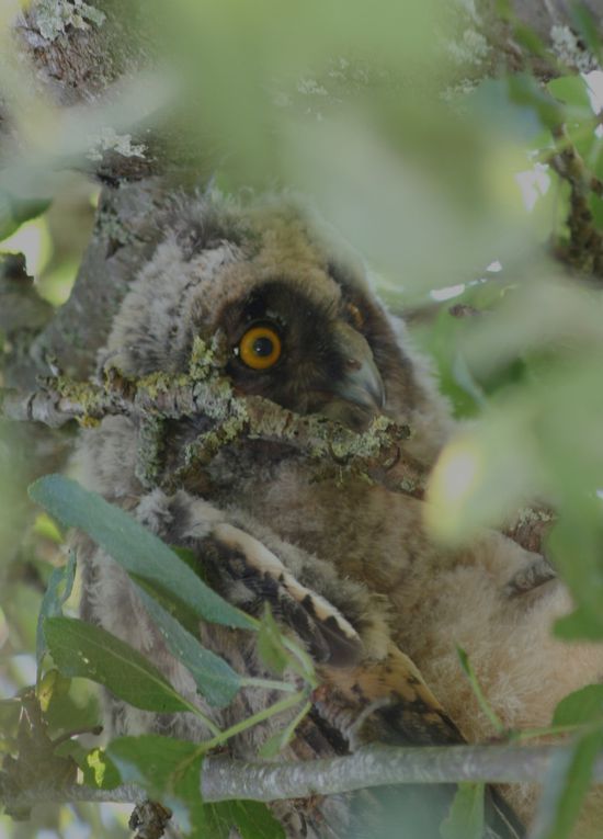 Jeune hibou moyen duc en devenir