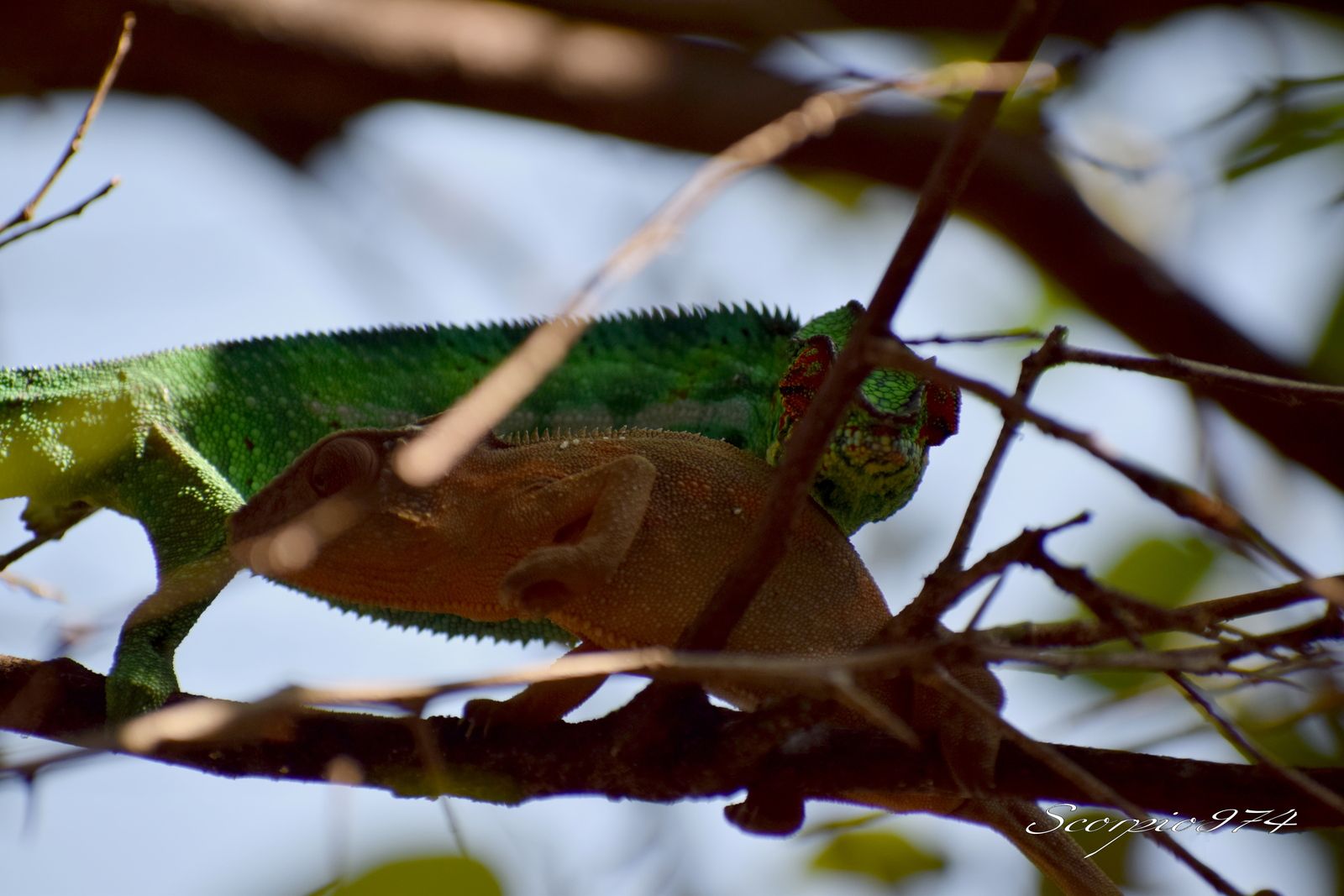 Accouplement des endormis (Caméléon panthère (Furcifer pardalis (Cuvier, 1829)).