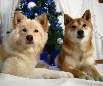 Lapinkoira suomenlapinkoira shiba inu chiens rares