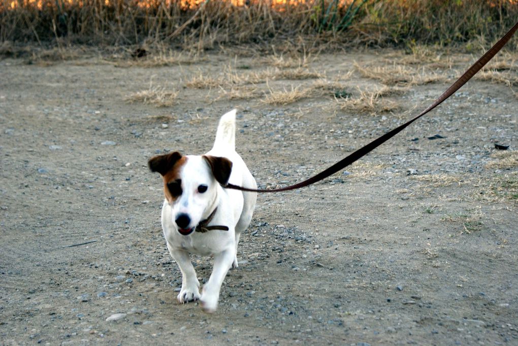 Chiens et chats divers rencontrés ou gardés chez moi... ou en visite !!