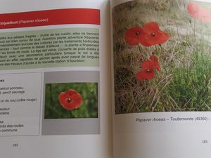 La flore de Toutlemonde pour tout le monde