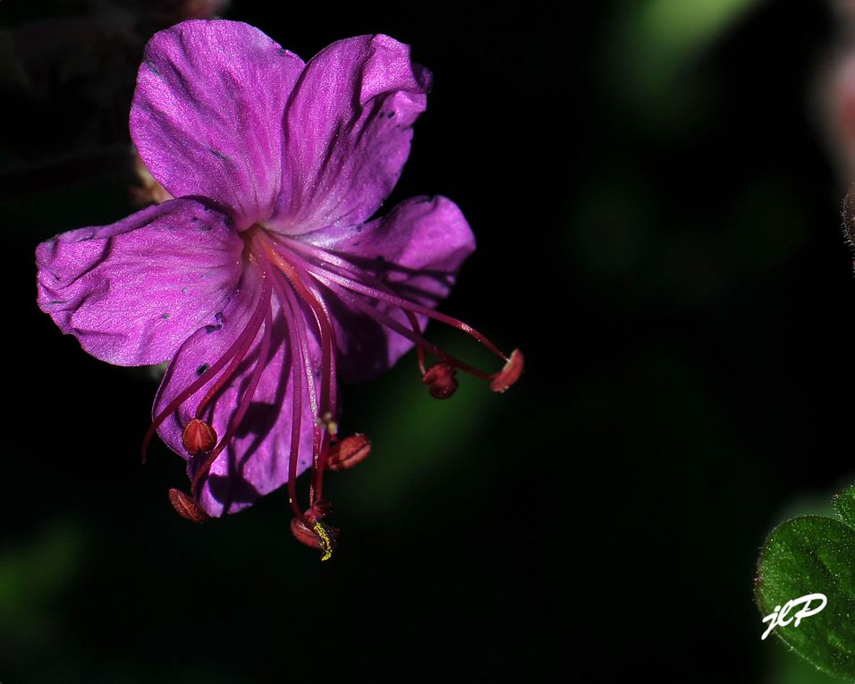 mes photos de fleurs