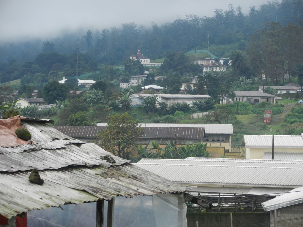 Limbé et ses plages, son parc botanique, son centre de la faune, son activité. Buea base pour le Mont Cameroun et le pont M'Fundi base pour le Nigeria