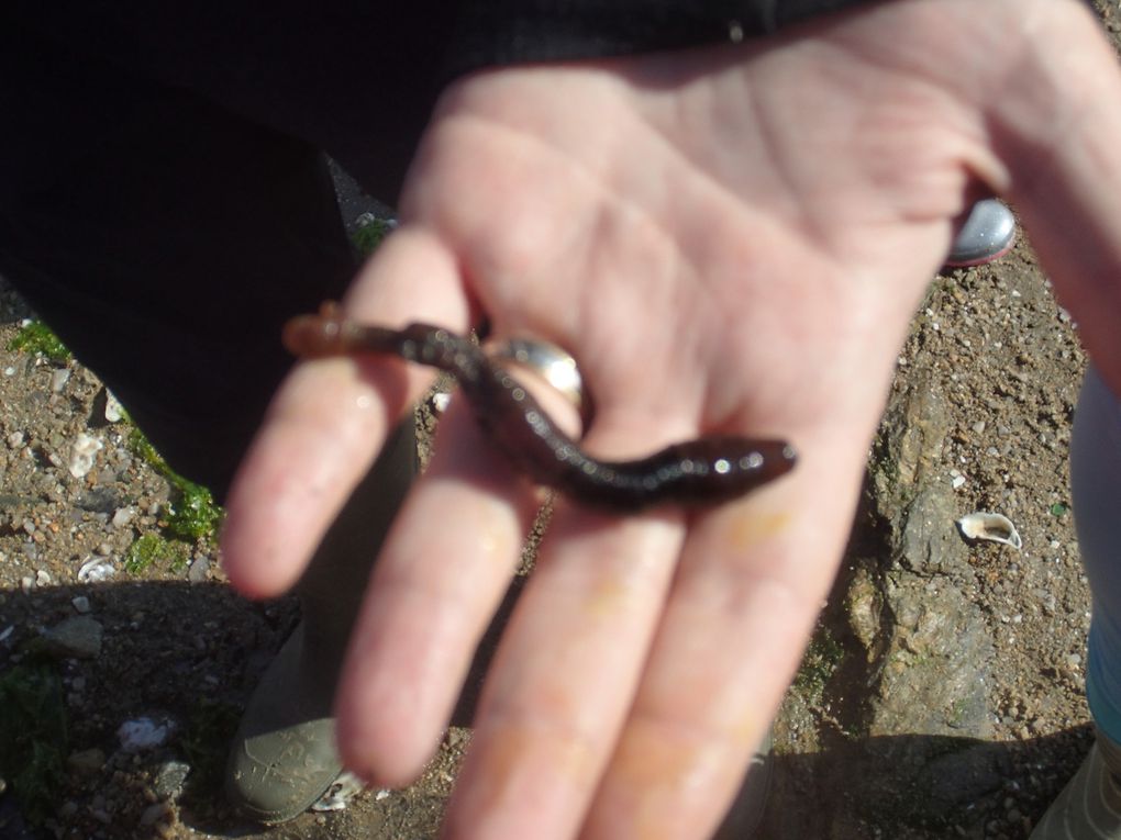 Deuxième journée à Pénestin: pêche à pied et création de nos aquariums