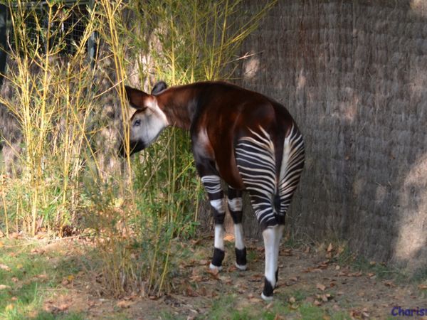 Zoo de Beauval en camping-car (Voyages en camping-car)