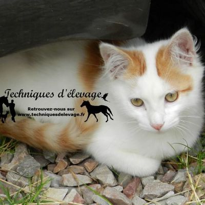 Vers une identification obligatoire de tous les chats