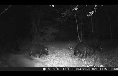 Les sangliers en balade nocturne