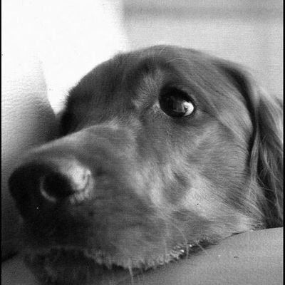 Images chiens