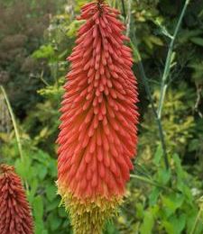 Kniphofia