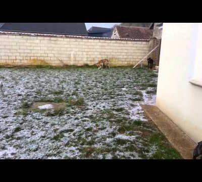 Les galgos en folie ...