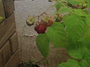 Les framboises de mon jardin .Dans quelle magasin en acheter ?