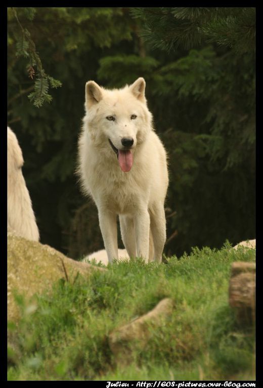 Photos du parc zoologique d'Amnéville prises durant l'année 2009.