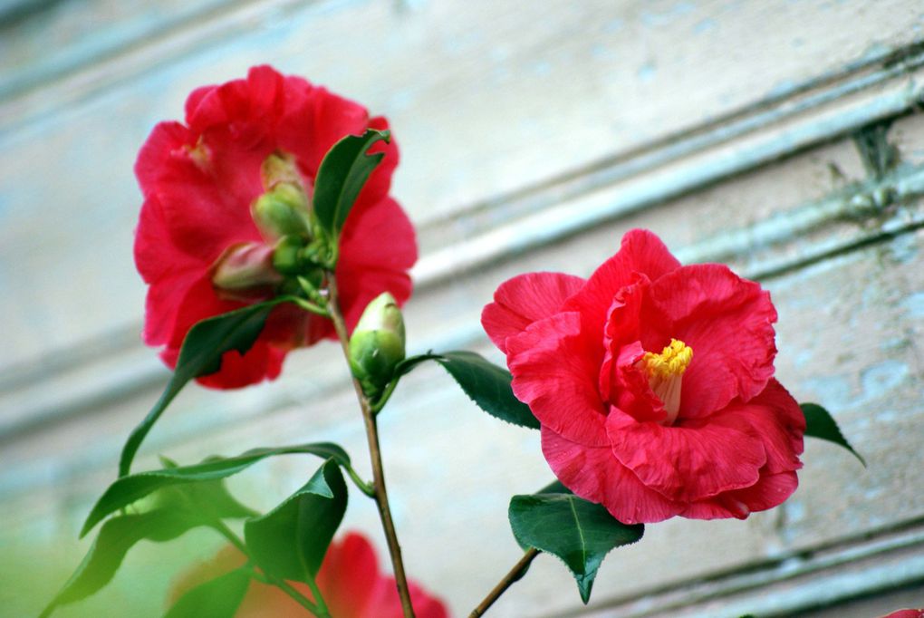 Photos diverses de fleurs et plantes de mon jardin, pour la plupart... en toutes saisons.