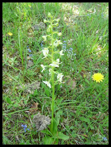 Platanthera-chlorantha