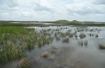 Everglades