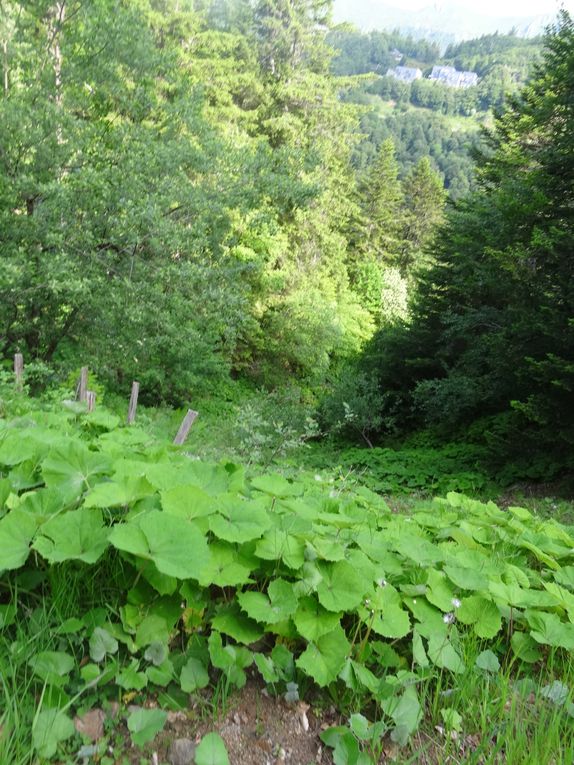 Séjour rando  Vic sur Cère du 13 au 16 Juin 2023   