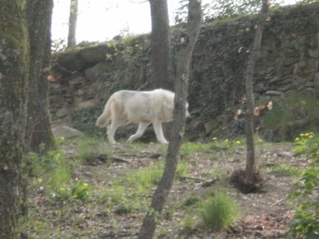 Album - ZOO ST MARTIN DE LA PLAINE