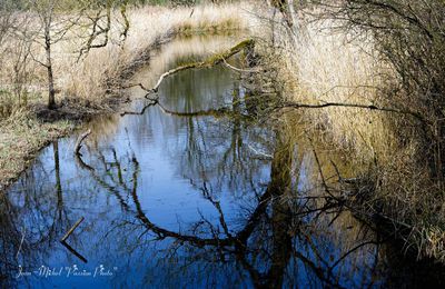 Reflet sur l'eau.