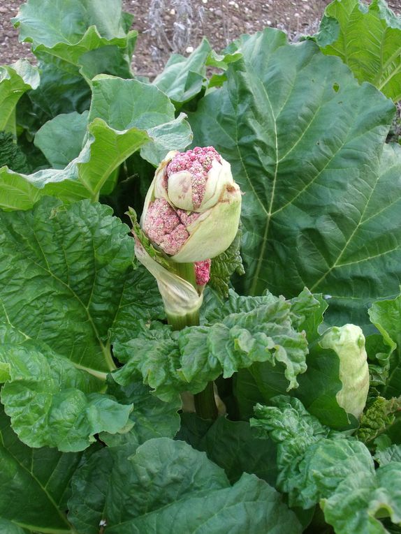 fleurs des villes et fleurs des champs