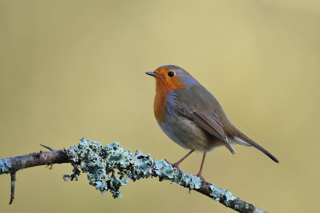 Rougegorge familier (Erithacus rubecula).