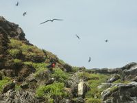 Une semaine aux Galápagos. 8/15 mai 2015