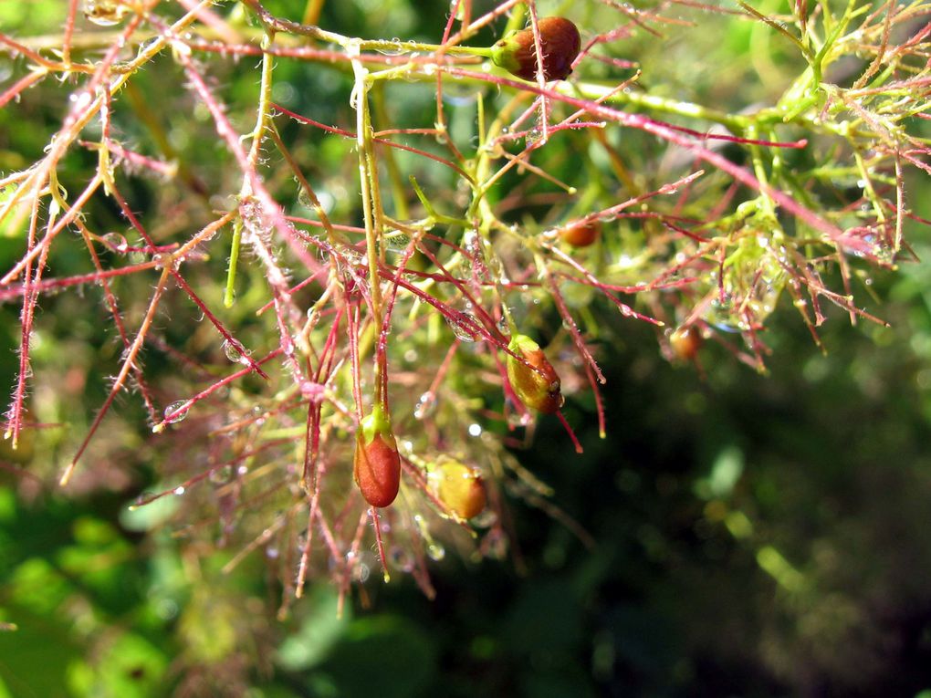 Les plantes et fleurs de mon jardin