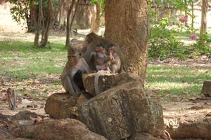 30- Les mythiques temples d Angkor