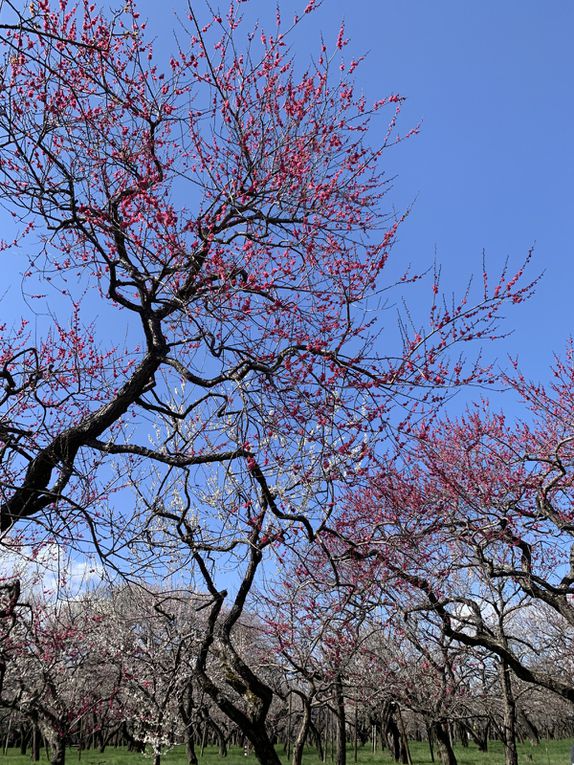 Certains arbres sont des fleurs blanches et des fleurs roses sur une même branche, d’autre des fleurs très charnus, ce sont mes préférés