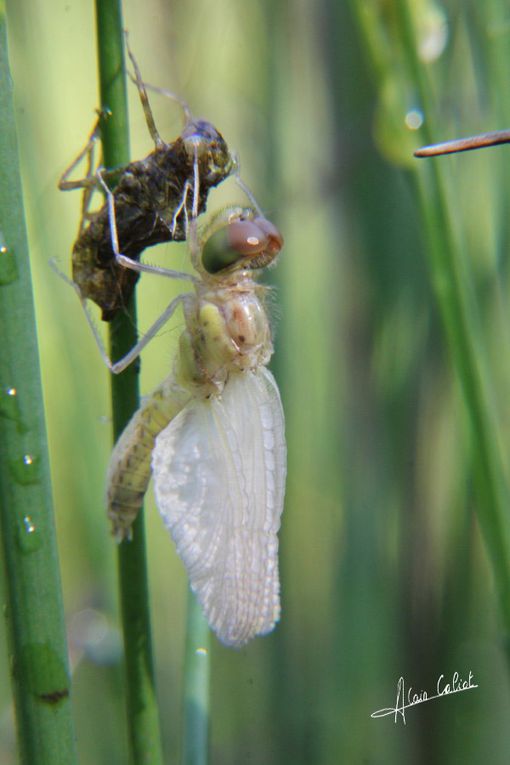 Emergence anisoptère