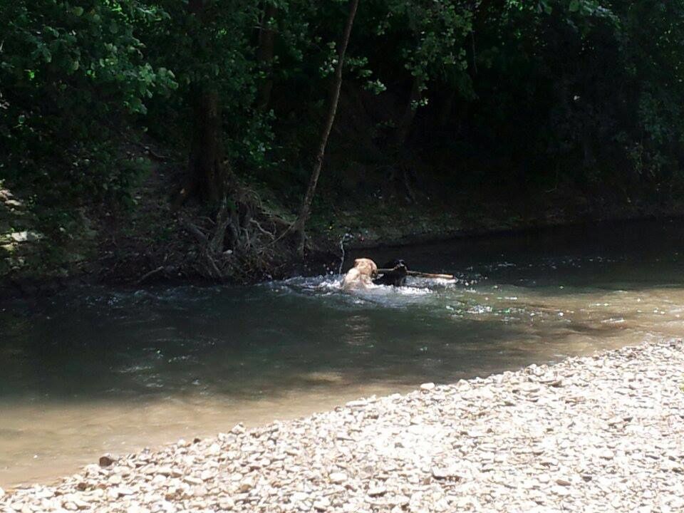 Quelques photos des sorties que nous avons faite. Chaque sortie est classée par date, avec les noms de chaque chien présents.