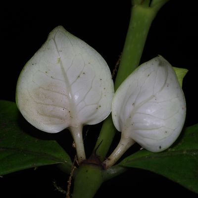 Faramea guianensis (petit ipéca)