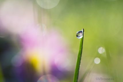 Petites gouttes de rosée givrées .... suite