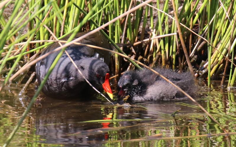 La poule d'eau et son poussin