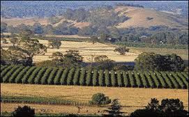 Viticulture in South Australia