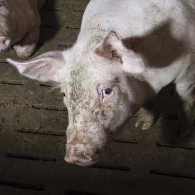 Les expériences du Pentagone en Géorgie provoquent une épidémie de peste porcine en Belgique 279 - 08 octobre 2018