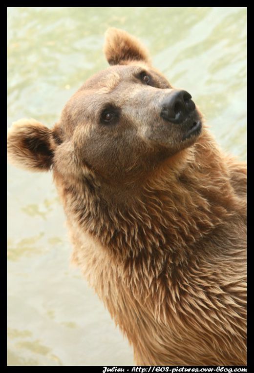 Photos du parc zoologique d'Amnéville prises durant l'année 2009.